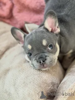 Фото №3. Хорошо социализированные щенки французского бульдога идеальные домашние питомцы.  Германия