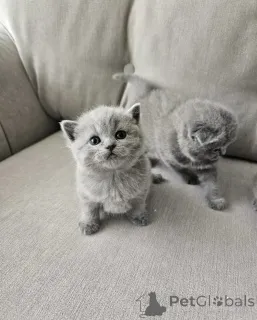 Фото №1. британская короткошёрстная - купить в Берлине за 51022₽. Объявление №165159