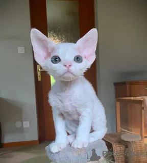 Дополнительные фото: Devon Rex Kittens для продажи по всему миру доставки