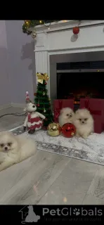 Фото №4. Продажа  в Новый Becej  - цена 46384₽