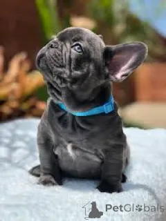 Фото №3. Französische Bulldogge Welpen.  Германия