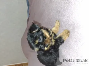 Дополнительные фото: Обаятельные щенки Йоркширского Терьера