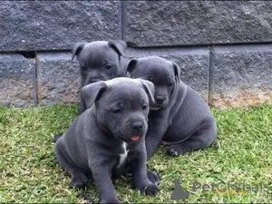 Фото №1. американский бульдог, бультерьер - купить в Лидс за 111320₽. Объявление №140112