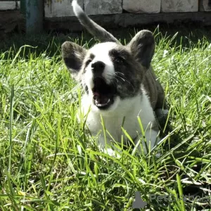 Дополнительные фото: Welsh corgi puppy