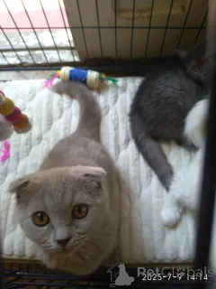 Фото №2 к объявлению №146101 о продаже шотландская вислоухая (скоттиш фолд) - купить в Грузии частное объявление