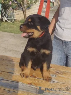 Дополнительные фото: Rottweiler красивые щенки