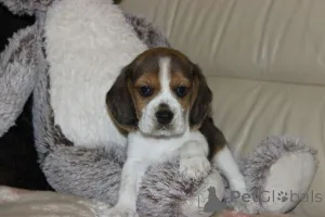 Фото №3. Beagle Puppies ZKWP FCI после чемпионов.  Польша