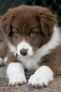 Фото №1. бордер-колли - купить в Амстердам за 64937₽. Объявление №167118