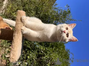 Фото №4. Продам британскую короткошёрстную в Геленджике из питомника - цена Бесплатно