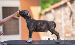 Дополнительные фото: Американские щенки Staffordshire Terrier
