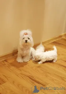 Фото №1. мальтийская болонка - купить в Крайнем за 46384₽. Объявление №159437