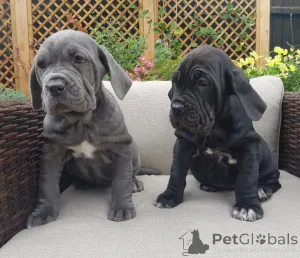 Фото №2 к объявлению №164883 о продаже  - купить в Бельгии частное объявление, заводчик