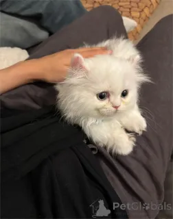 Фото №2 к объявлению №153197 о продаже манчкин - купить в Германии 