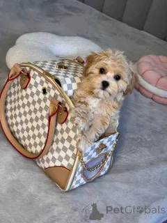 Дополнительные фото: Разведение я делаю со страстью