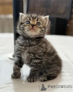 Фото №1. персидская - купить в Дельменхорст за 32468₽. Объявление №153070