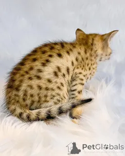 Дополнительные фото: Исключительные котята Саванны F4