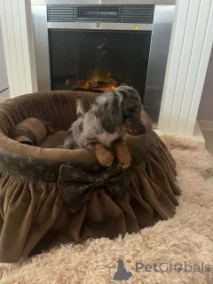 Дополнительные фото: Длинношерстная миниатюрная такса