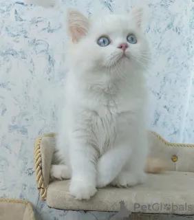 Дополнительные фото: Шотландские котята