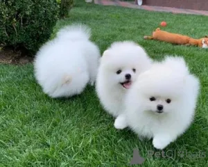 Фото №1. померанский шпиц - купить в Gällivare за договорная. Объявление №158395