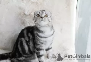 Дополнительные фото: Scottish fold