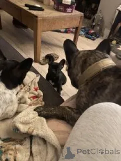 Фото №2 к объявлению №166053 о продаже французского бульдога - купить в Германии 