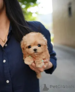 Дополнительные фото: Эти очаровательные малыши обожают объятия и поцелуи. Это все ту чушь и веселье,