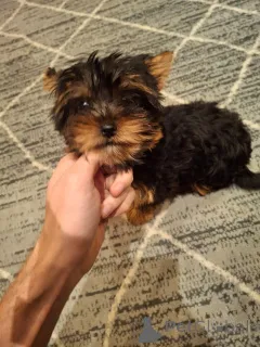 Дополнительные фото: Чистокровные щенки Йокрширского Терьера. 