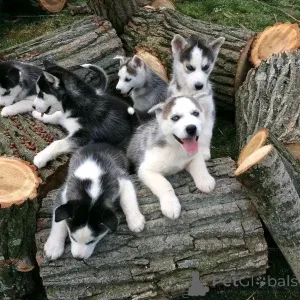 Фото №2 к объявлению №140567 о продаже сибирского хаски - купить в Албании частное объявление