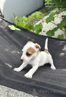 Фото №3. Джек Рассел Welpen jetzt verfügbar.  Швейцария