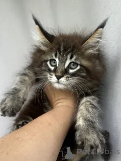Дополнительные фото: Котята мейн-кун