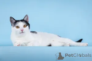 Дополнительные фото: Очаровательная кошечка Лягушонка ищет дом.