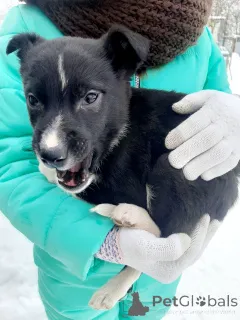 Фото №2 к объявлению №165470 о продаже беспородную - купить в Беларуси частное объявление