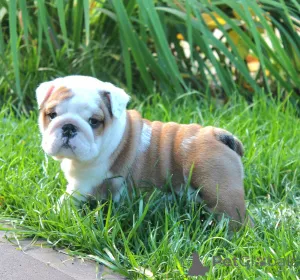 Дополнительные фото: Щенок английского бульдога