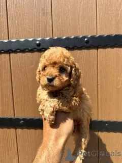 Фото №4. Продажа пуделя (той) в Реклама  - цена Бесплатно