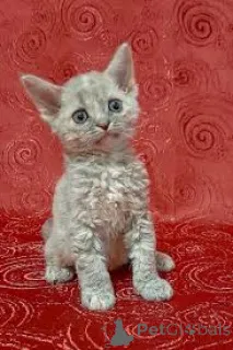 Фото №2 к объявлению №164256 о продаже девон рекс - купить в Бельгии частное объявление, заводчик