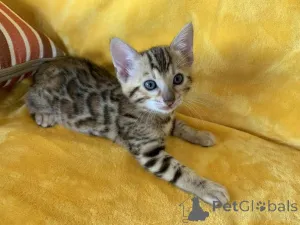 Фото №1. бенгальская - купить в Товар за договорная. Объявление №162298