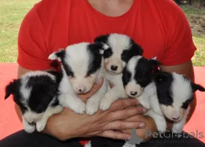 Дополнительные фото: Пограничные щенки колли на продажу
