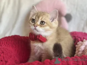 Дополнительные фото: Очаровательные котята Scottish Kilt Straight