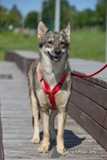 Фото №4. Продажа беспородную в Москве реке  - цена Бесплатно