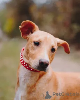 Дополнительные фото: Очаровательный некрупный песик-подросток Вилли ищет семью 