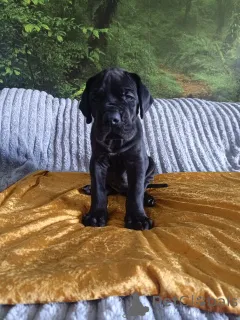 Дополнительные фото: Отличные данные