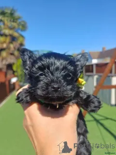 Фото №3. Suchen ein neues Zuhause? Seltene schwarze Yorkshire Terrier Welpen Kontaktieren.  Германия