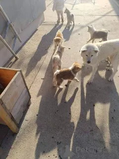 Фото №4. Продажа акита-ину в Ковачика  - цена договорная