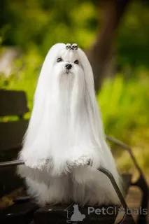 Фото №3. Мальтийские, отличные родословные.  Болгария