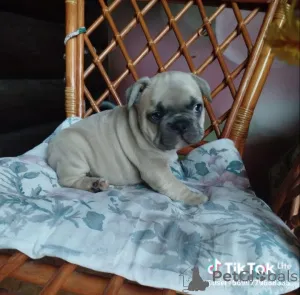 Фото №4. Продажа французского бульдога в Минске частное объявление - цена 52181₽