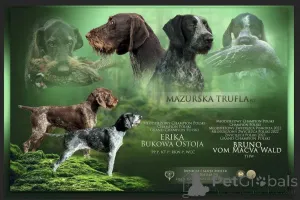 Дополнительные фото: Грубая грубая указатель - собака -щенка