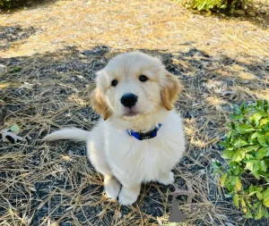 Фото №1. золотистый ретривер - купить в шунтировании за 35251₽. Объявление №158710