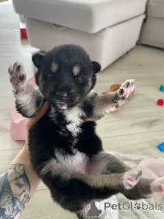 Фото №1. сибирский хаски - купить в Минске за Бесплатно. Объявление №146024