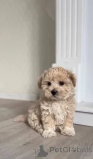 Фото №2 к объявлению №147553 о продаже мальтипу - купить в Германии частное объявление