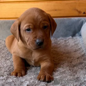 Фото №3. Лабрадор-ретривер Кобель, 7 недель. Готово к 9 февраля..  Великобритания